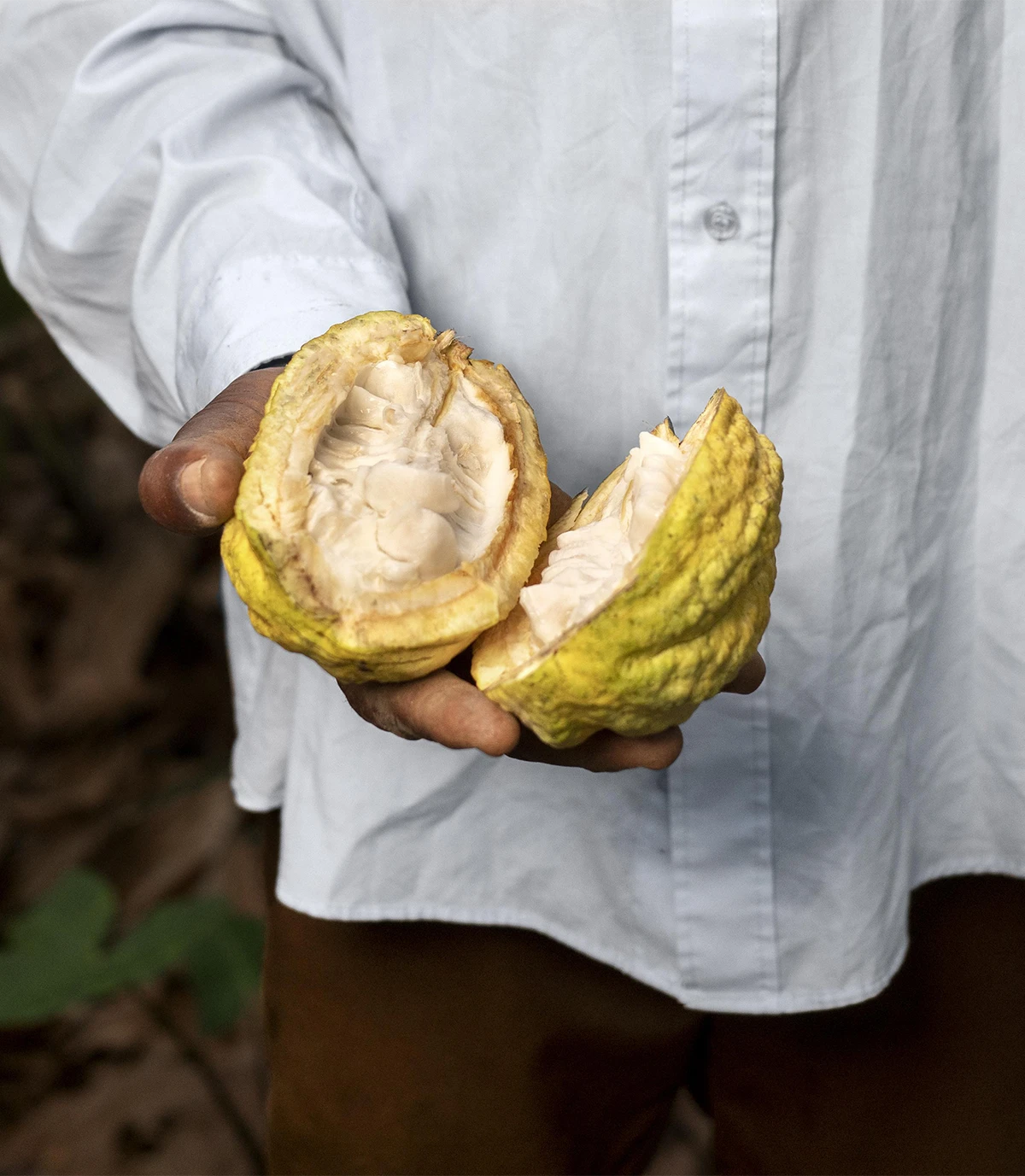 Open cacao pod